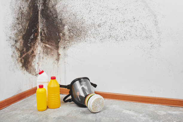 Best Fast Mold Removal  in Irwindale, CA