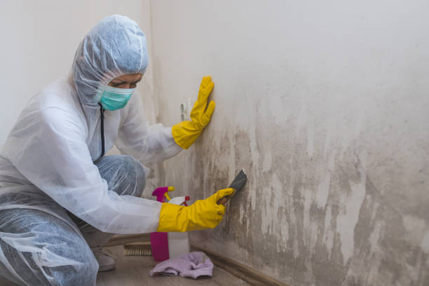 Certified Mold Removal in Irwindale, CA