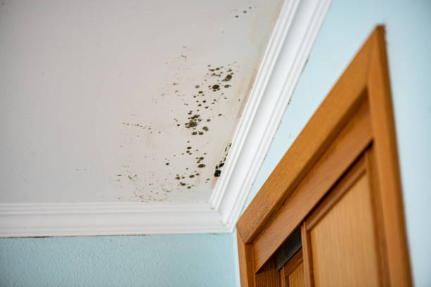 Mold Testing and Removal in Irwindale, CA