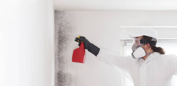 Best Certified Mold Removal  in Irwindale, CA