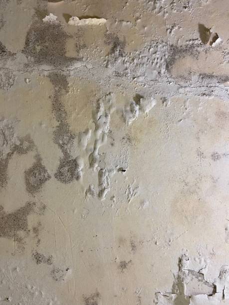 Best Attic Mold Removal  in Irwindale, CA