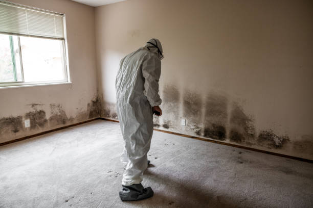 Best Commercial Mold Removal  in Irwindale, CA