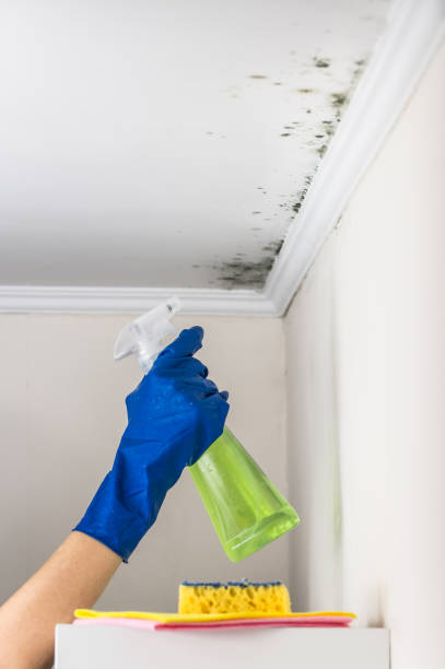 Best Toxic Mold Removal  in Irwindale, CA